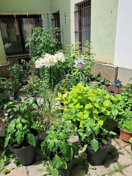 Gesamte In Wien, Oesterreich Apartment *